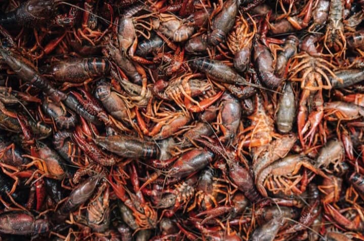 crawfish