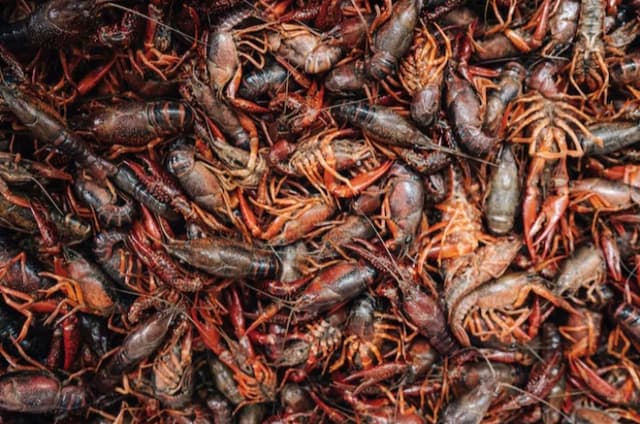 crawfish