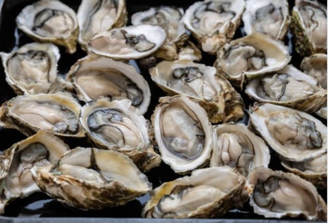 oysters