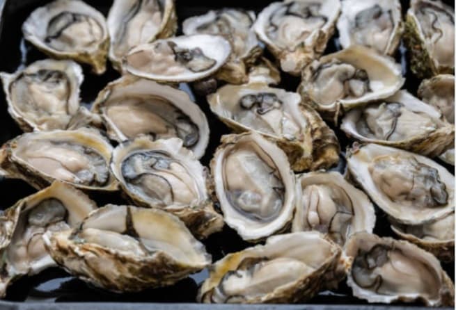 oysters