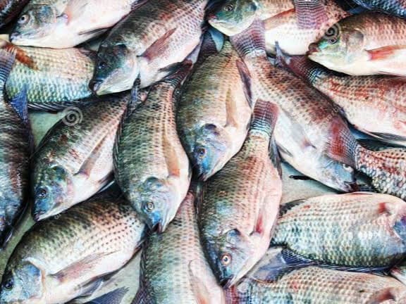 rainbow_tilapia
