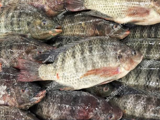 tilapia